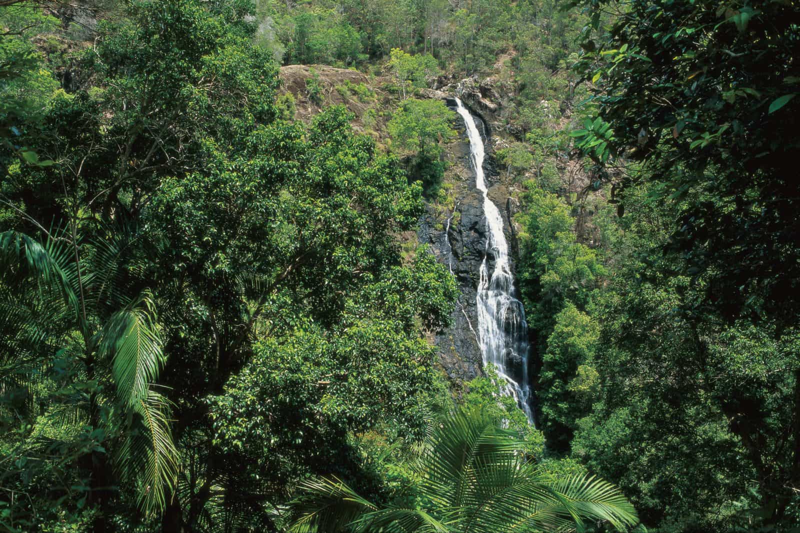 View of Mapleton Falls in rainforest.