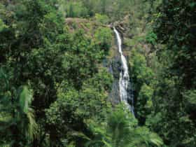 View of Mapleton Falls in rainforest.
