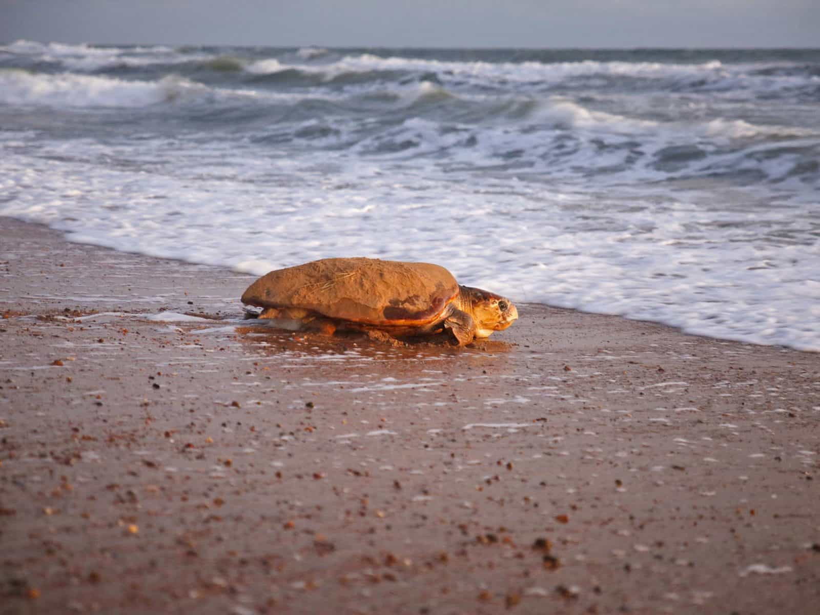 Loggerhead turtle on beach.
