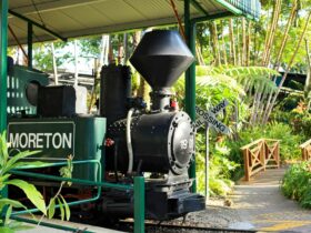'Moreton' The Ginger Train