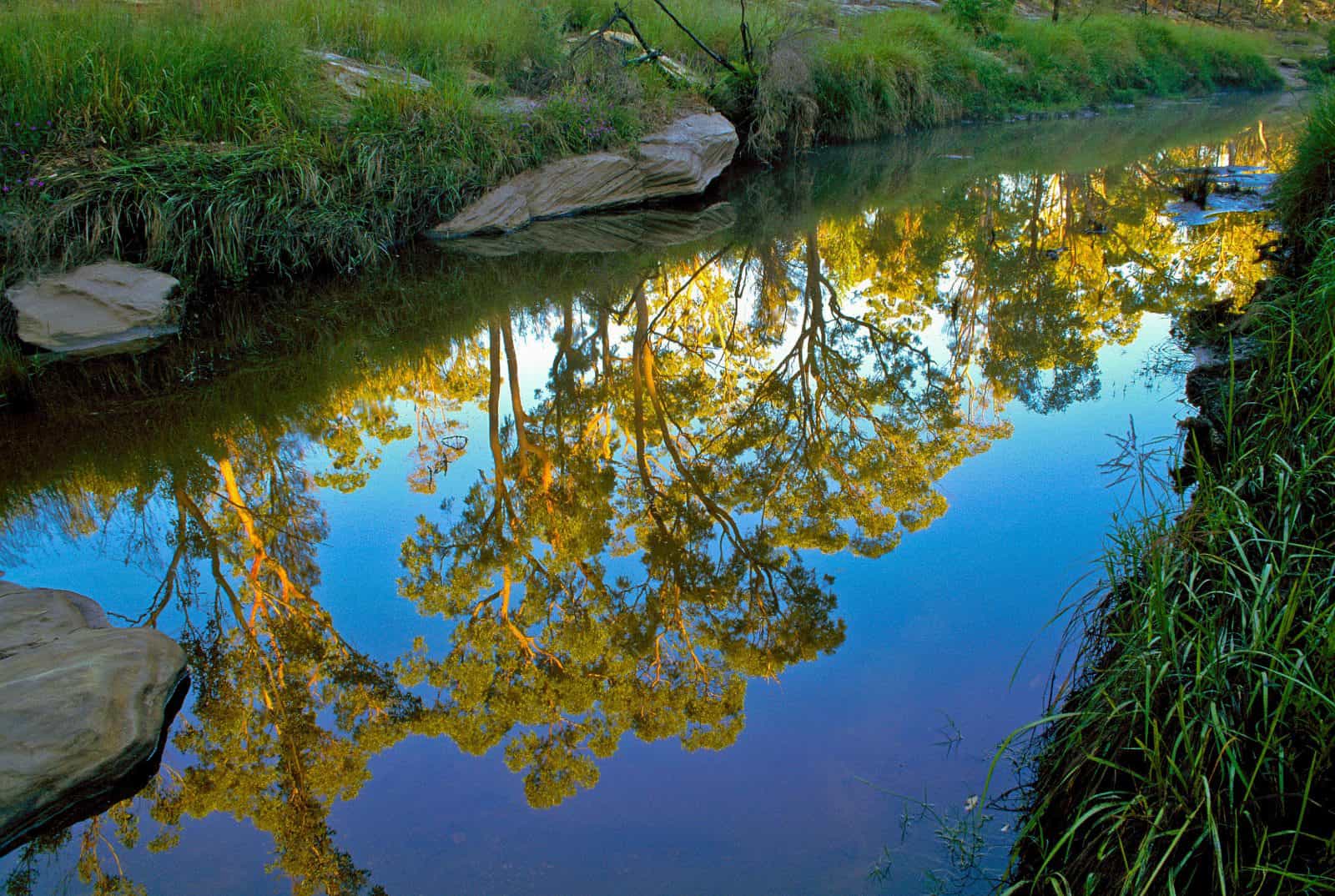 yellow foliage of trees is reflected in still waters of a creek.