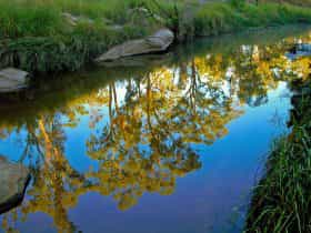 yellow foliage of trees is reflected in still waters of a creek.