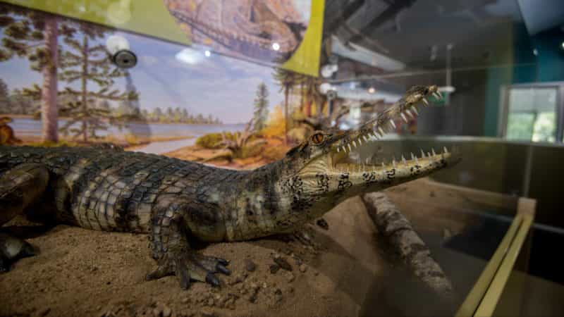 "Isisfordia Duncani" Oldest Modern Crocodile