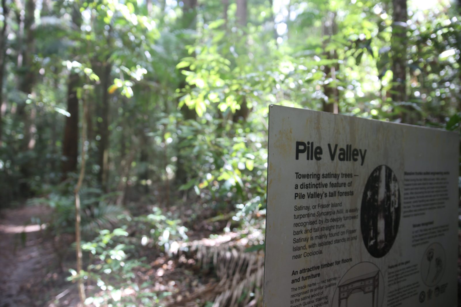 photo showing interpretive sign with information about timber uses for satinay wood.