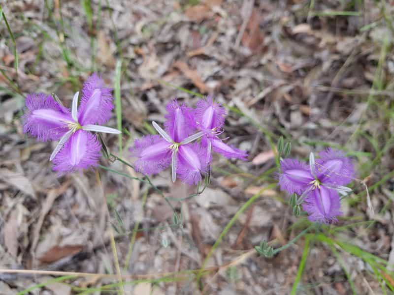 Small purple flowers on ground.