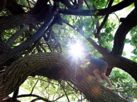Boy climbing a Cotton Tree at Scarborough Beach Park