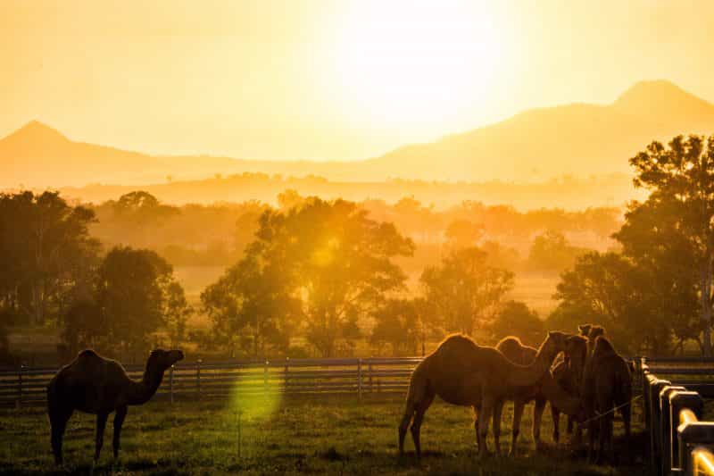 Sun setting over the Scenic Rim at Summer Land Camel Farm