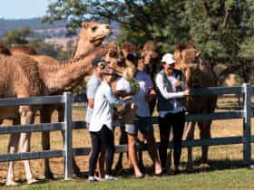 Friendly Camels