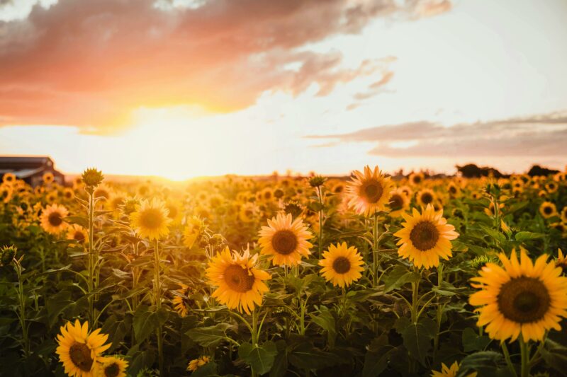 Sunflowers and Sunsets