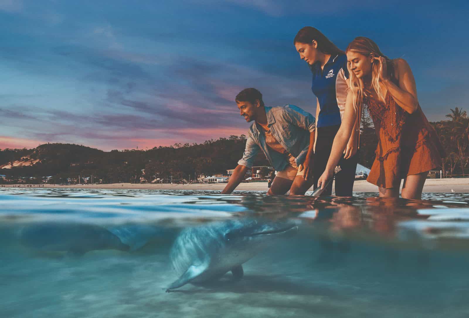 Feed Wild Dolphins at Tangalooma Island Resort. Official guests of the resort only. Conditions apply