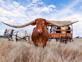 Texas Longhorn Wagon Tour