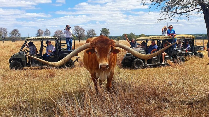 Texas Longhorn Safari