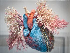 Sculpture - The Real Human Anatomy Exhibition