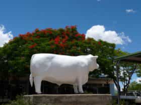 Aramac - The White Bull