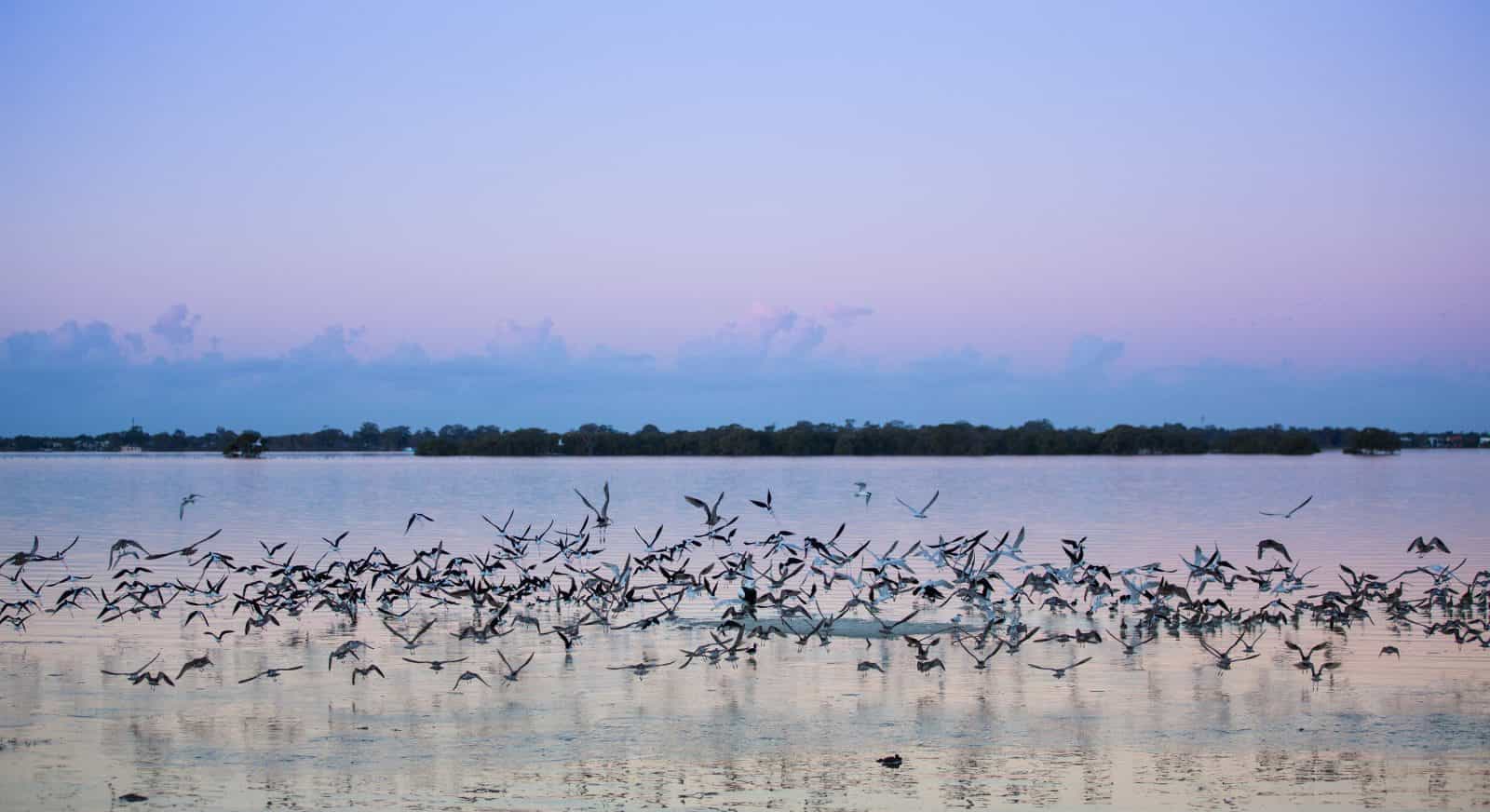 Toorbul Beach Birds on Sunset Bribie Island Moreton Bay Region