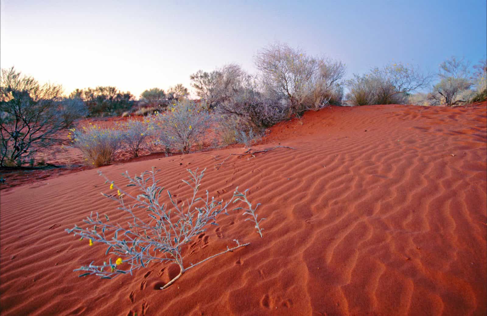 Red sand dune with grey vegetation and yellow flowers.