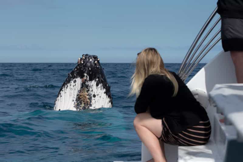 Hervey bay whales 2