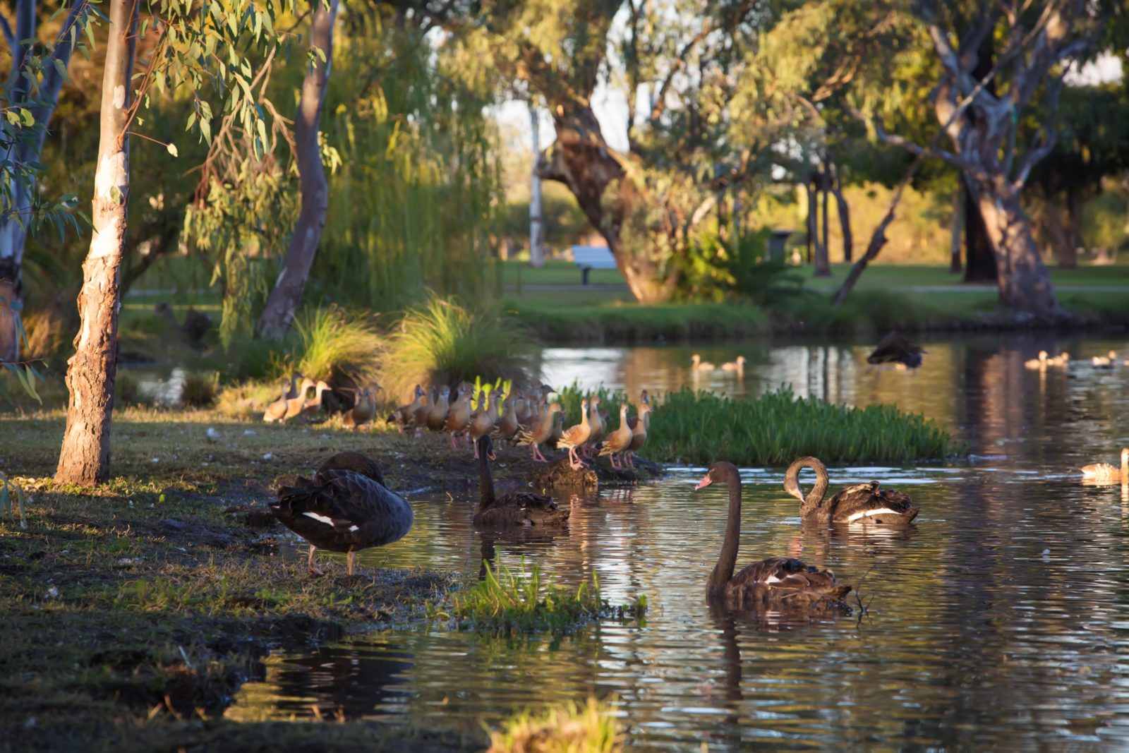 Ducks at Yelarbon Lagoon
