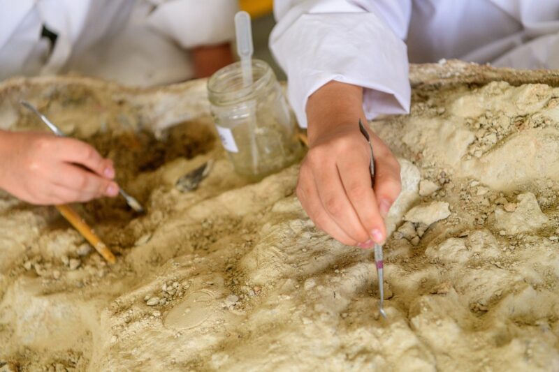 Two preparators digging in the clay jacket of a Megafauna fossil