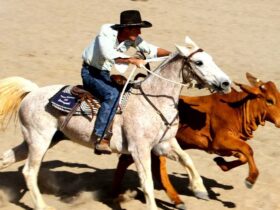 Bedourie Campdraft, Rodeo, Gymkhana and Bronco Branding