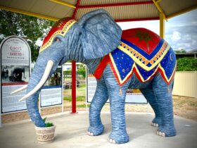 circus elephant in Blackall
