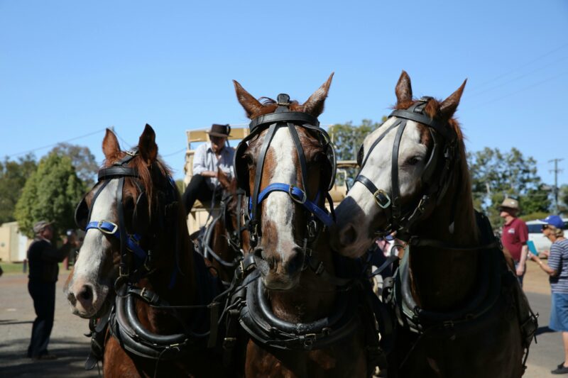 Cobb & Co Festival - Australia's Last Run: 1 of 3 teams of 5 horses needed for the Last Run