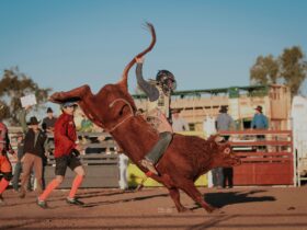 Showcasing learned skills throughout the duration of the Rodeo School