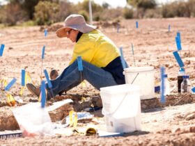 Person sitting on the ground digging in the middle of sectioned work area