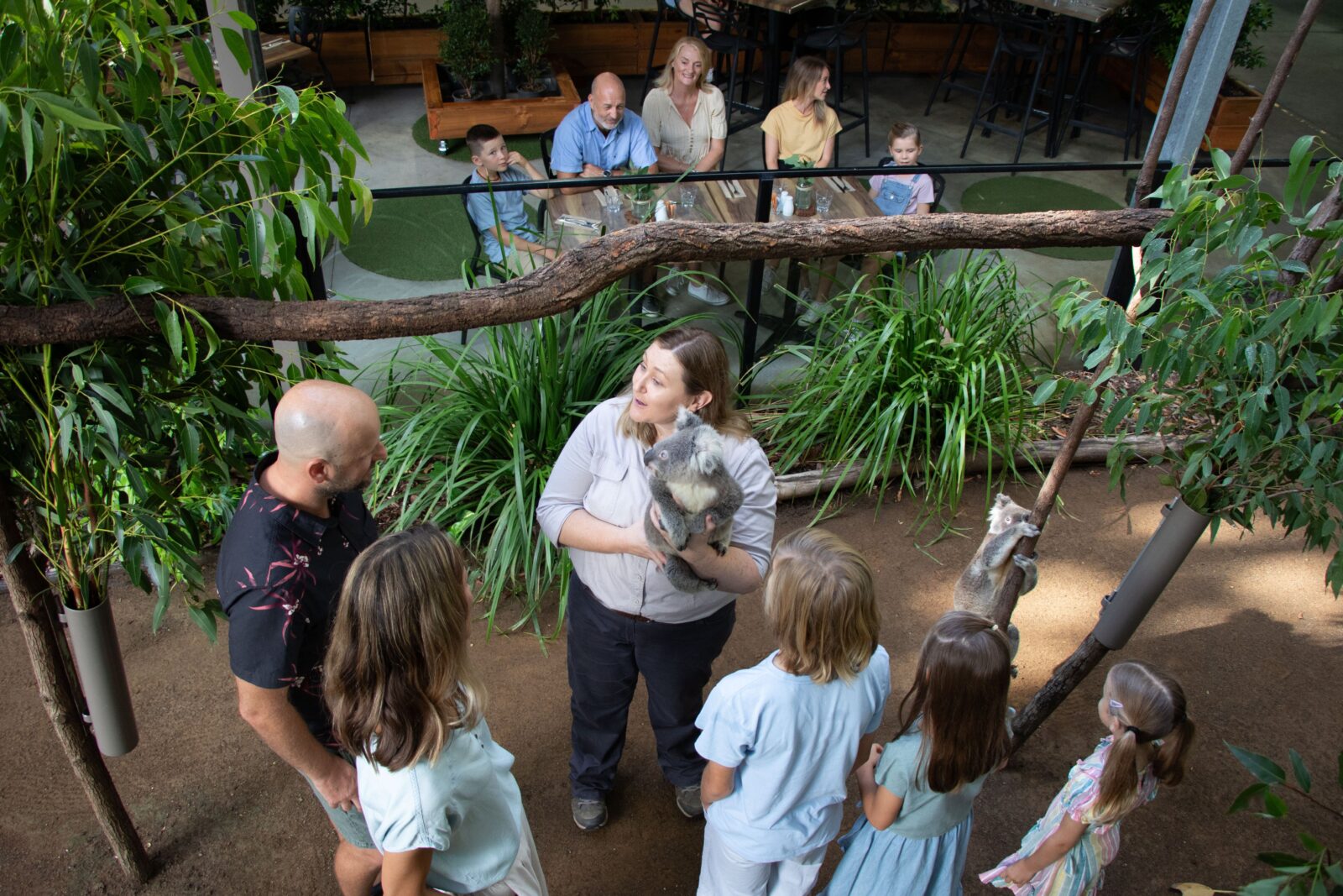 Keeper introduces guests to a Koala while family enjoys a food platter