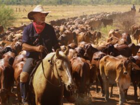 Boss Drover David Hay leading a mob of cattle on the Harry Redford Cattle Drive.