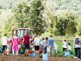 a group of people hand picking produce from a farm in the Scenic Rim
