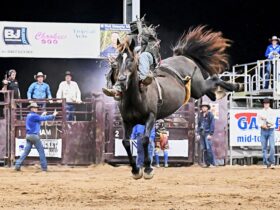 Travis Heeb getting into the rhythm in the Open Bareback on Easy Rockin from M S Masters & Sons