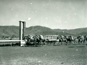 Historic image, black and white. A field of racehorses run past the winning post.