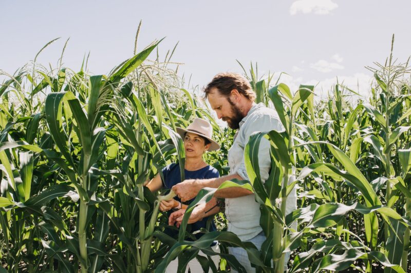 Paul West and Melinda Brimblecombe looking at corn crops in the Lockyer Valley