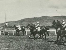 Historic, black and white image. Race horses lined up before a race start.