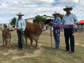 Longreach Show, Cattle Section