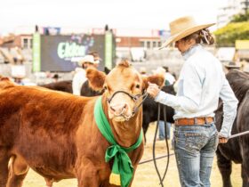 Around 1,300 head of cattle are paraded and judged at the Ekka.