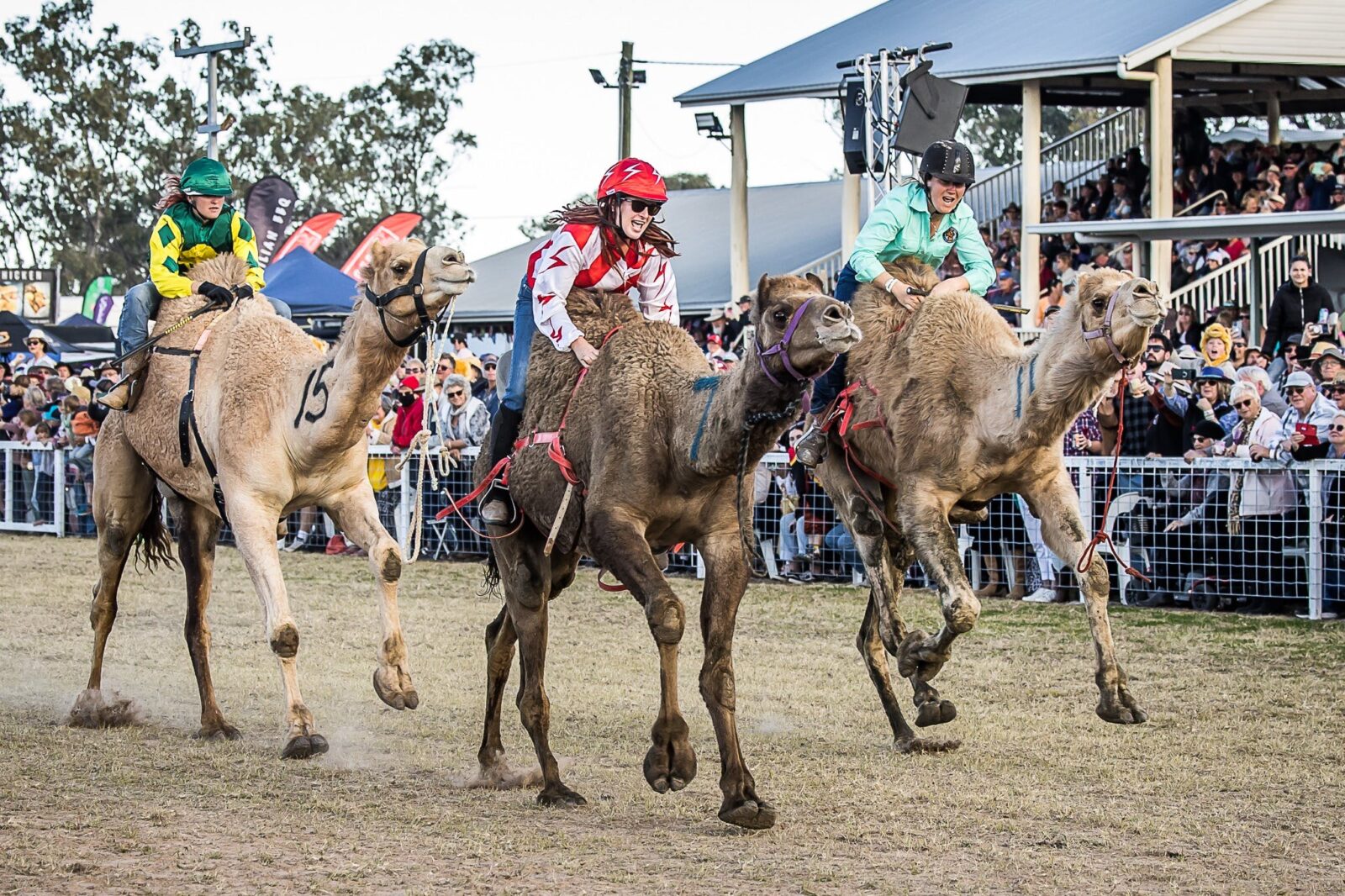 Down the home straight camel racing at Tara Festival