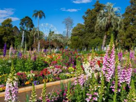 Spring time at Toowoomba Carnival of Flowers