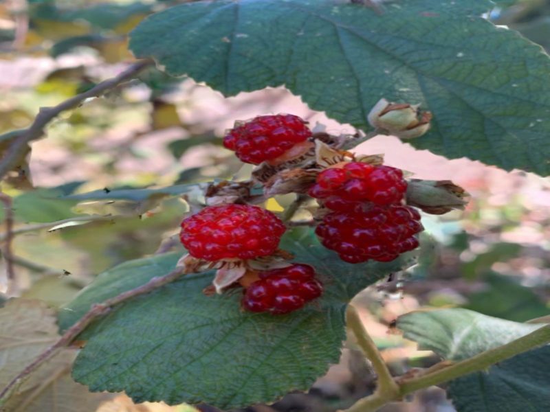 Native raspberries at TribalLink