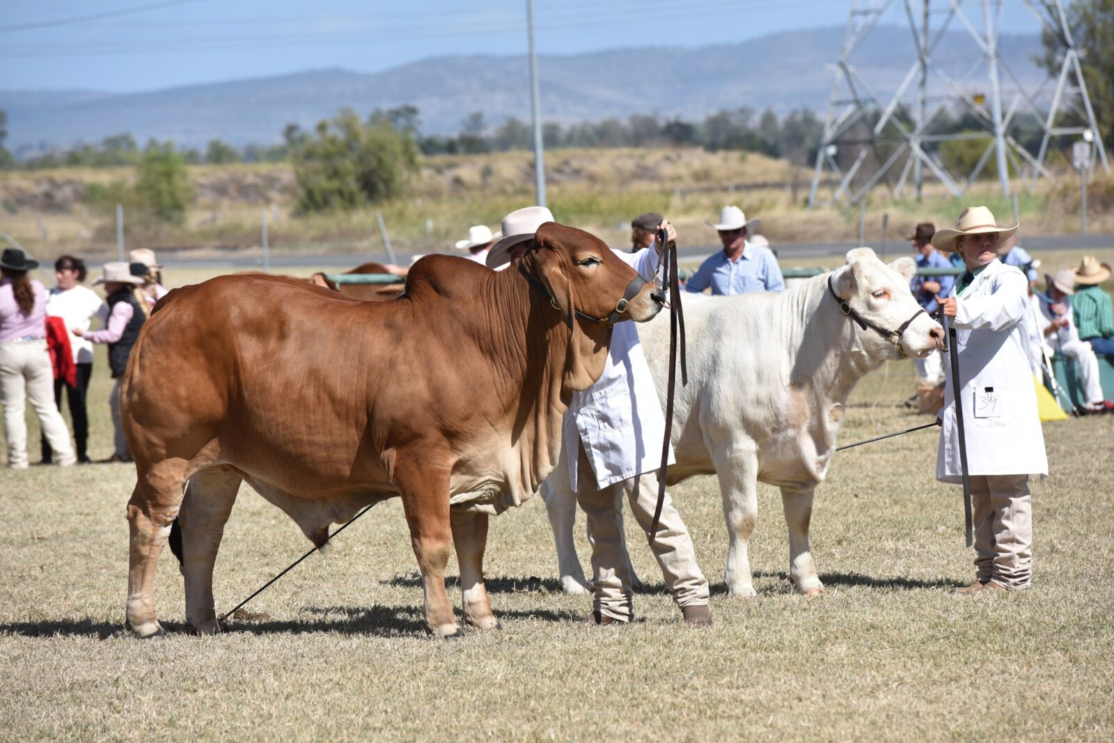 Cattle being shown
