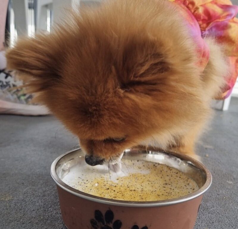 Dog drinking a puppycino