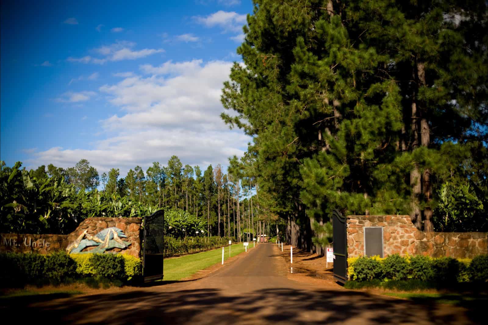 Pine tree lined entrance to Mt Uncle Distillery.