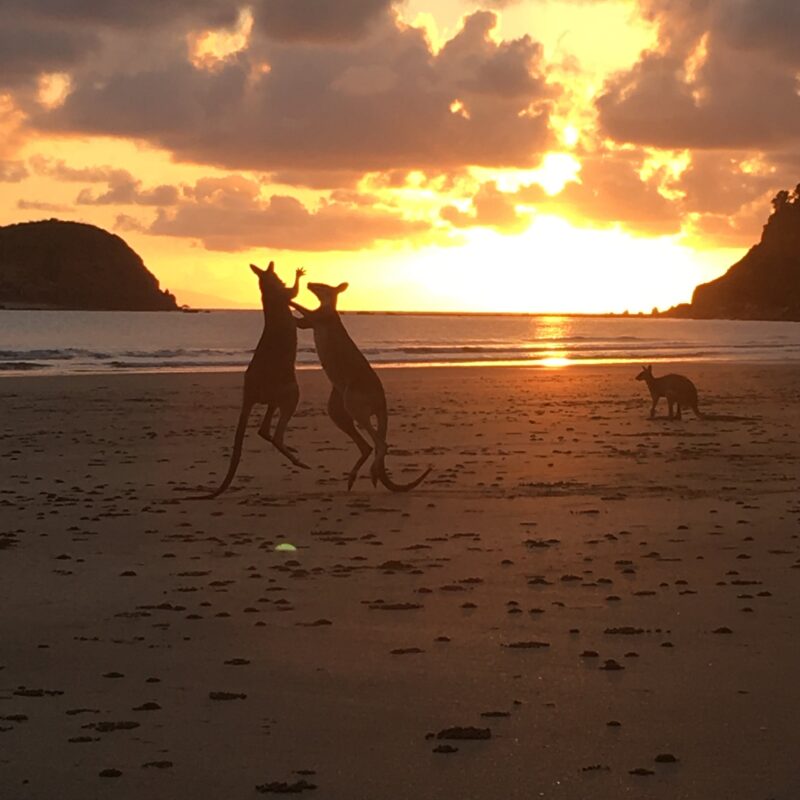 Wallabies at sunrise on nearby Cape Hillsborough beach