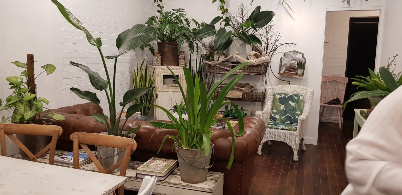 Sit on our beautiful leather lounge surrounded by greenery and vintage wares