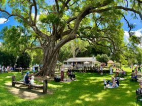 Visitors sitting under the jacaranda tree listening to live music on a sunny day.