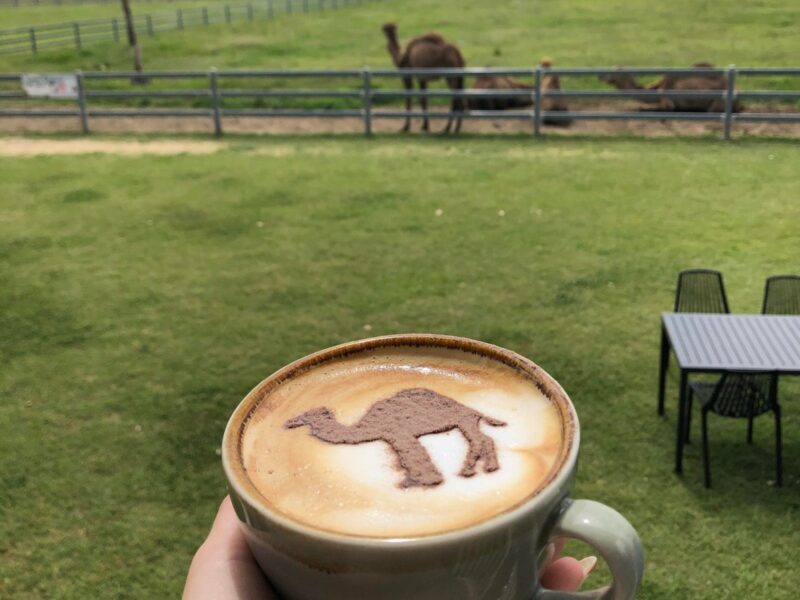 Camel Milk Coffee