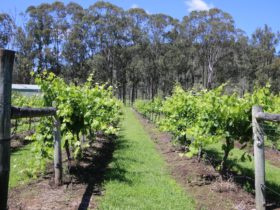 Woongooroo Estate Winery