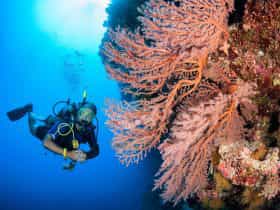 Scuba Diver with Pink Seafan