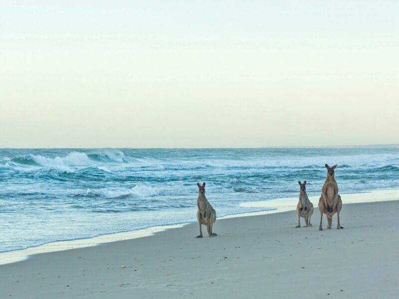 Straddie - Kangaroos on beach